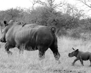 blog.rhino-and-calf-black-and-white