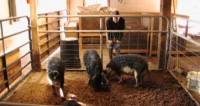 The Kobe Beef of Pork: Mosefund Farm’s Mangalitsa Pigs
