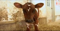 Lucy’s Whey: A Top Ten Spring Cheese List & A Missed Moment About Milk
