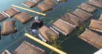 A Reason to Kiss the Sea: Montauk Pearl Oysters