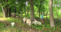 Happy Sheep: Raising & Shepherding Good Meat at Kinderhook Farm