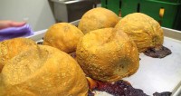 A Farm to Keg Beer: Captain Lawrence Brewery’s Katchkie Harvest Ale