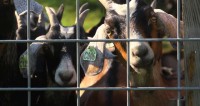 Eating Goats to Save Them:  Heritage Foods USA’s  —  No Goat Left Behind Manifesto
