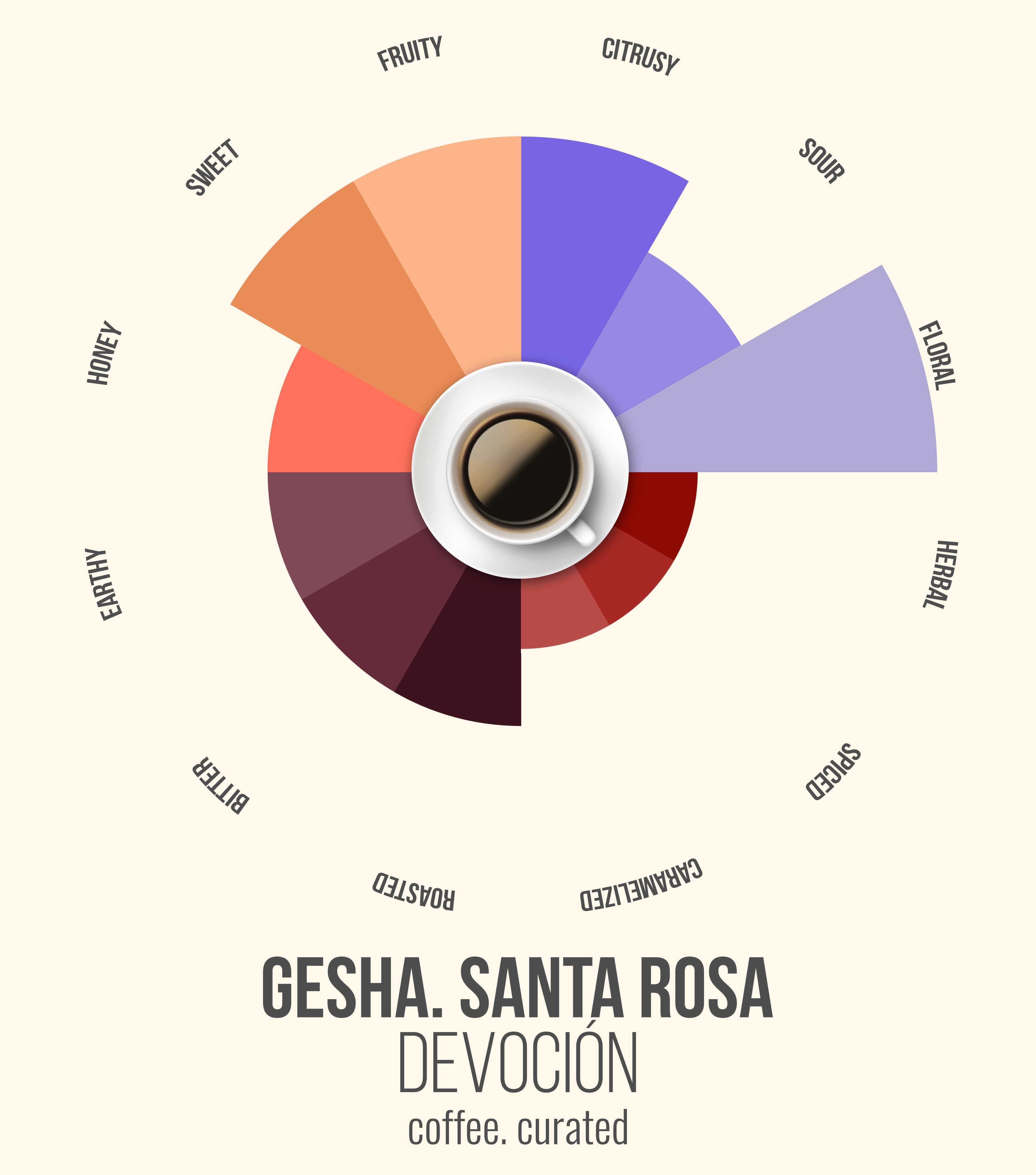 GESHA SANTA ROSA Devocion Coffee