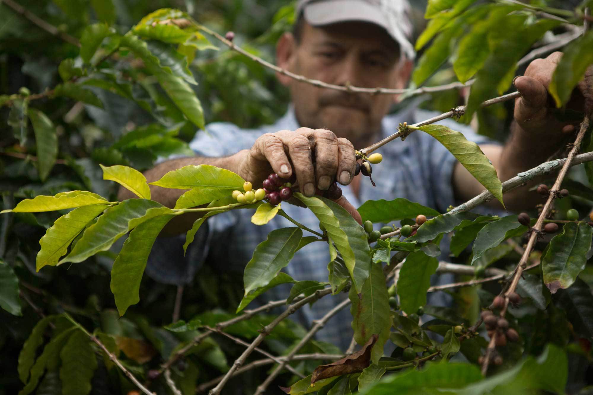 devocion coffee harvest