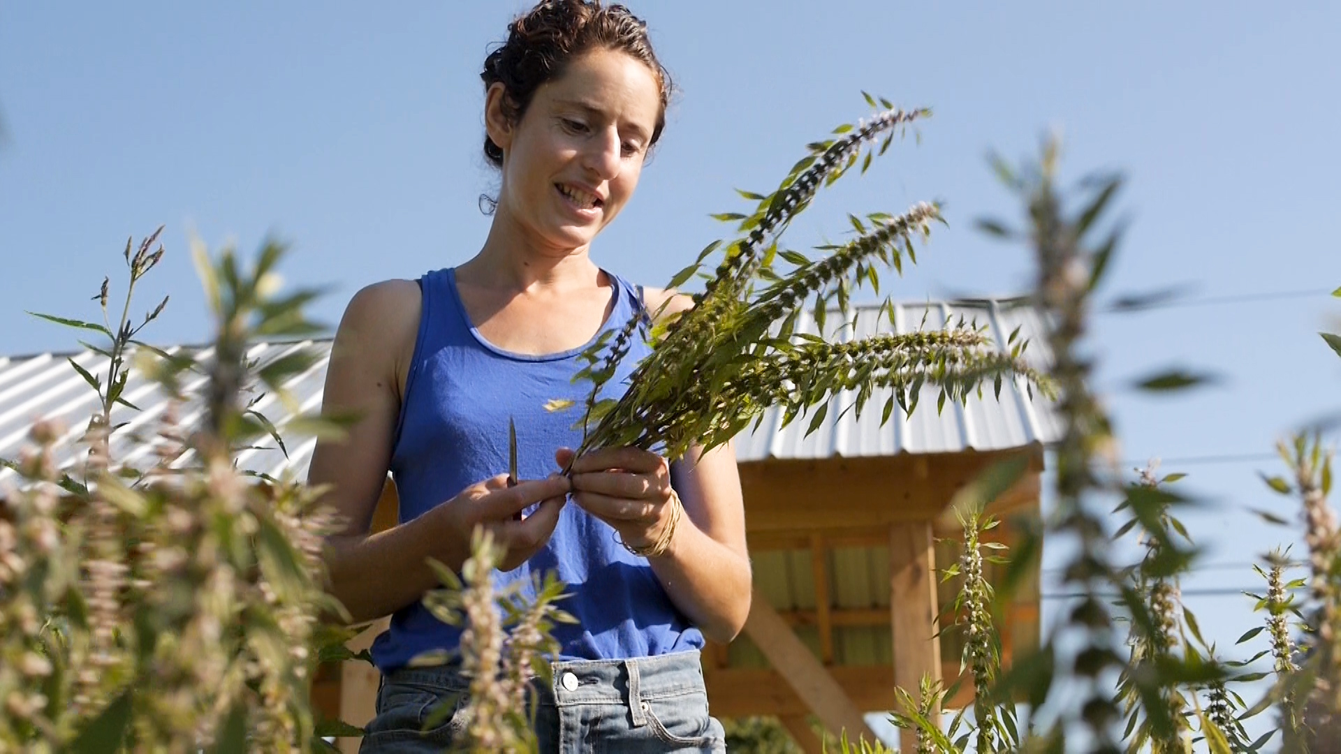 Herbal Medicine CSA, sawmill herb farm