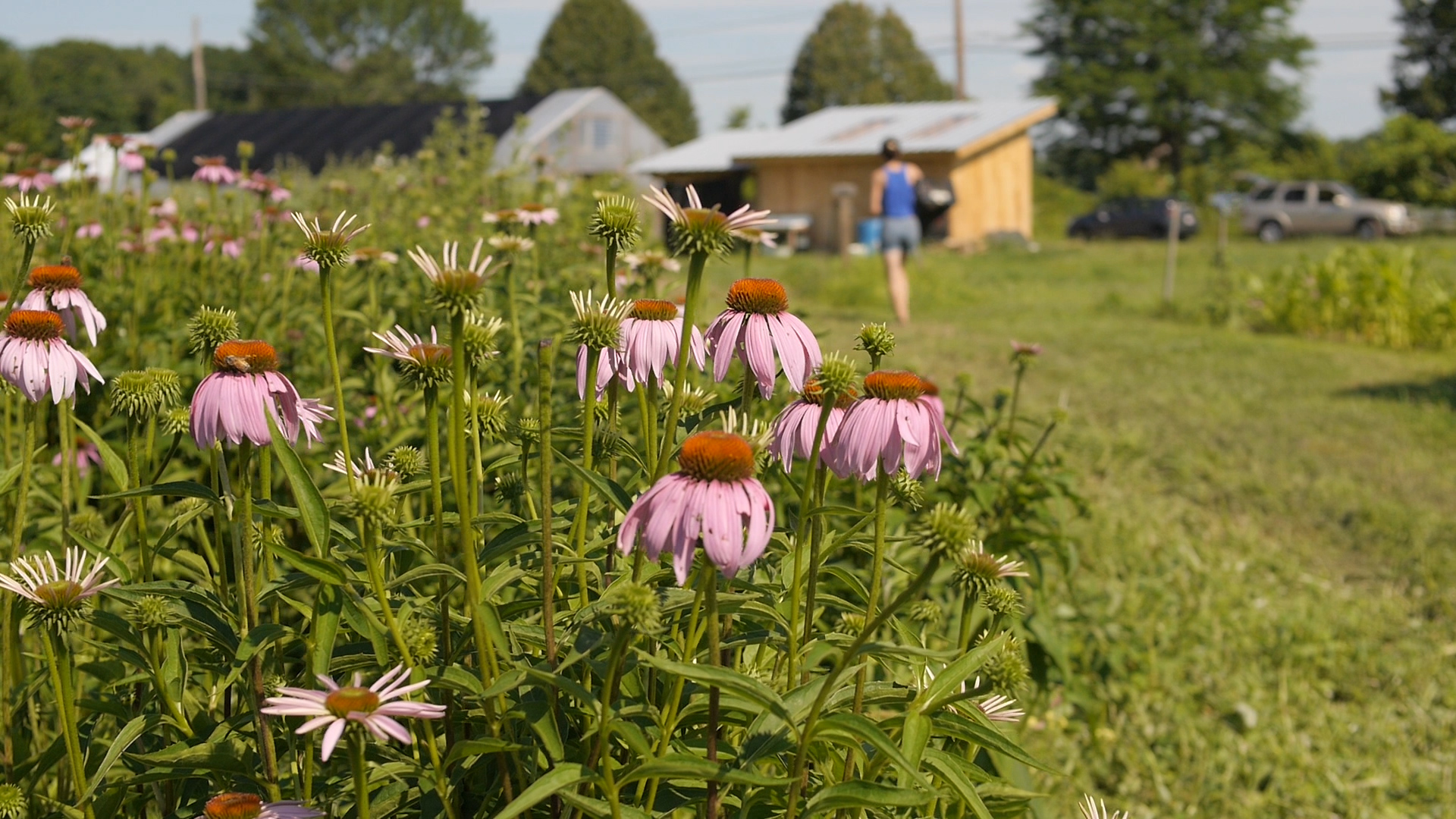 sawmill herb farm, food. curated.